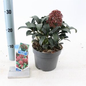 Skimmia j. 'Rubella' = foremanii 20-25 cm cont. 2,0L - afbeelding 13