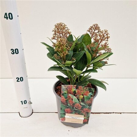 Skimmia j. 'Rubella' = foremanii 20-25 cm cont. 2,0L - afbeelding 2