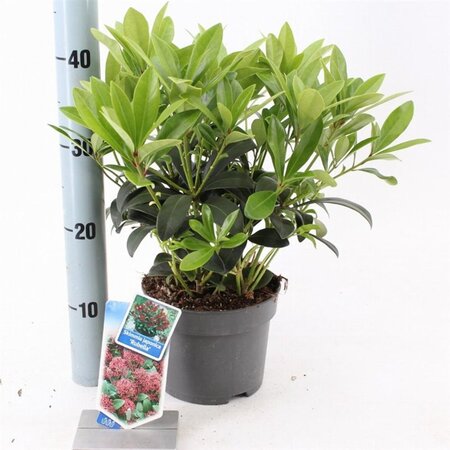 Skimmia j. 'Rubella' = foremanii 20-25 cm cont. 2,0L - afbeelding 12