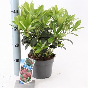 Skimmia j. 'Rubella' = foremanii 20-25 cm cont. 2,0L - afbeelding 12