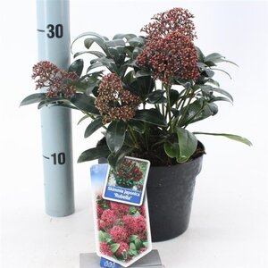 Skimmia j. 'Rubella' = foremanii 20-25 cm cont. 2,0L - afbeelding 11