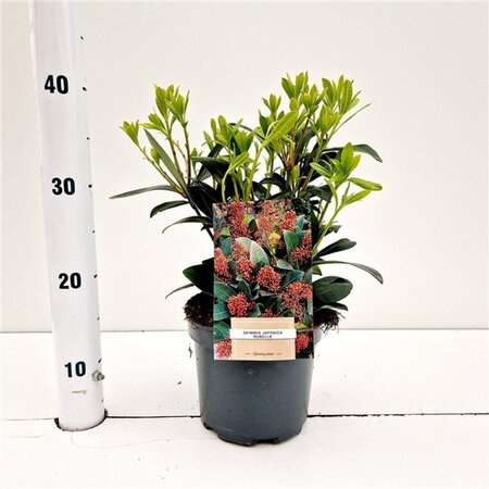 Skimmia j. 'Rubella' = foremanii 20-25 cm cont. 2,0L - afbeelding 3