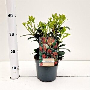 Skimmia j. 'Rubella' = foremanii 20-25 cm cont. 2,0L - afbeelding 3