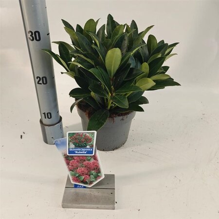Skimmia j. 'Rubella' = foremanii 20-25 cm cont. 2,0L - afbeelding 10