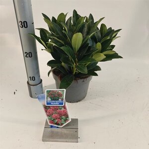 Skimmia j. 'Rubella' = foremanii 20-25 cm cont. 2,0L - afbeelding 10