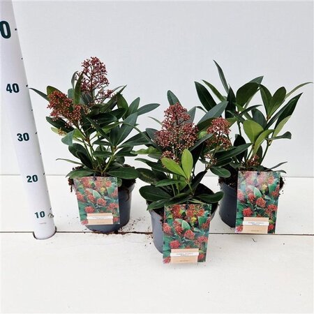 Skimmia j. 'Rubella' = foremanii 20-25 cm cont. 2,0L - afbeelding 8