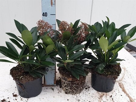 Skimmia j. 'Rubella' = foremanii 20-25 cm cont. 2,0L - afbeelding 5
