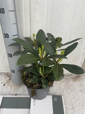 Skimmia j. 'Rubella' = foremanii 20-25 cm cont. 2,0L - afbeelding 6