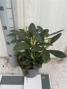 Skimmia j. 'Rubella' = foremanii 20-25 cm cont. 2,0L - afbeelding 6
