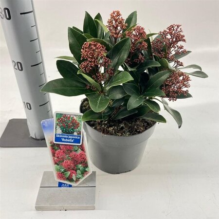 Skimmia j. 'Rubella' = foremanii 20-25 cm cont. 2,0L - afbeelding 9
