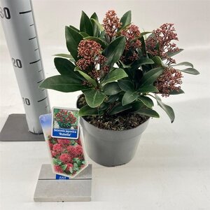 Skimmia j. 'Rubella' = foremanii 20-25 cm cont. 2,0L - afbeelding 9