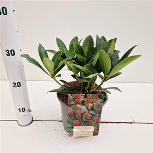 Skimmia j. 'Rubella' = foremanii 20-25 cm cont. 2,0L - afbeelding 4