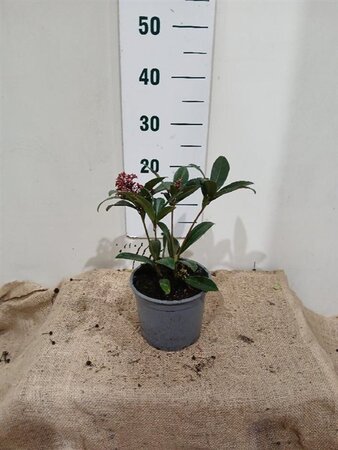 Skimmia j. 'Rubella' = foremanii 20-25 cm cont. 2,0L - afbeelding 9