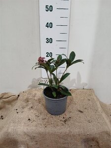 Skimmia j. 'Rubella' = foremanii 20-25 cm cont. 2,0L - afbeelding 9