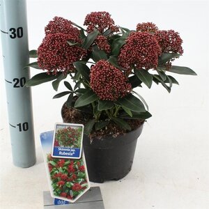 Skimmia j. Rubesta 20-25 cm cont. 2,0L