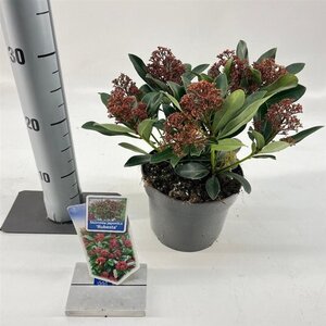 Skimmia j. Rubesta 20-25 cm cont. 2,0L - afbeelding 5