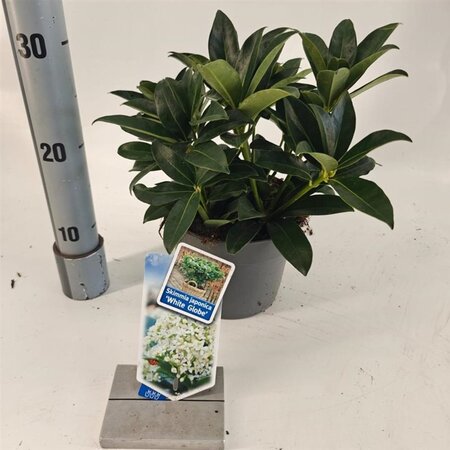 Skimmia j. White Globe 20-25 cm cont. 2,0L - afbeelding 6