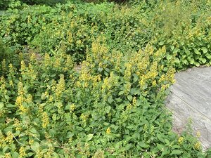 Solidago flex. 'Flexi Belle' geen maat specificatie 0,55L/P9cm - afbeelding 2