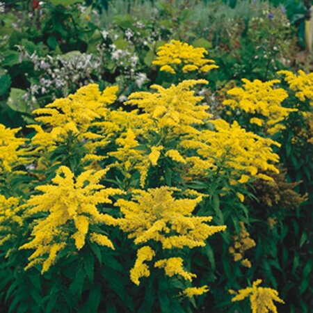 Solidago 'Golden Dwarf' geen maat specificatie 0,55L/P9cm - afbeelding 2