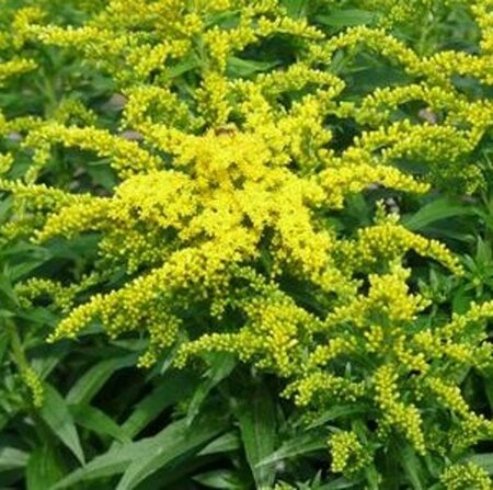 Solidago 'Golden Dwarf' geen maat specificatie 0,55L/P9cm - afbeelding 3