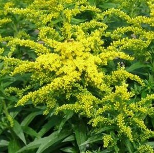 Solidago 'Golden Dwarf' geen maat specificatie 0,55L/P9cm - afbeelding 3