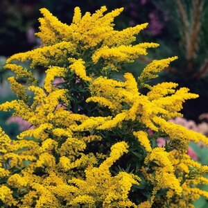 Solidago 'Goldkind' geen maat specificatie 0,55L/P9cm - afbeelding 2