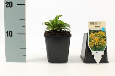 Solidago 'Goldkind' geen maat specificatie 0,55L/P9cm - afbeelding 2
