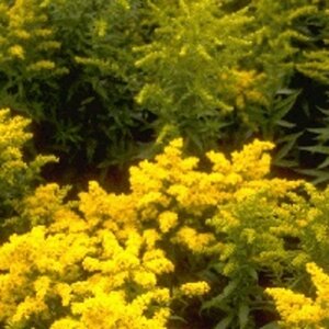 Solidago 'Goldkind' geen maat specificatie 0,55L/P9cm - afbeelding 3