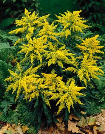 Solidago 'Goldkind' geen maat specificatie 0,55L/P9cm - afbeelding 4