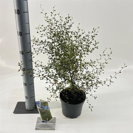 Styphnolobium (Sophora) 'Little Baby' 25-30 cm cont. 2,0L - afbeelding 1