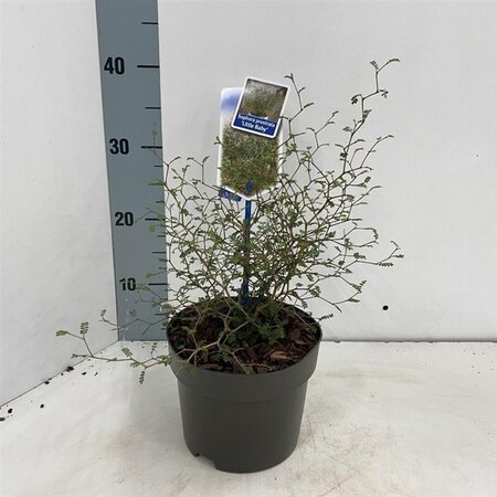 Styphnolobium (Sophora) 'Little Baby' 25-30 cm cont. 2,0L - afbeelding 2