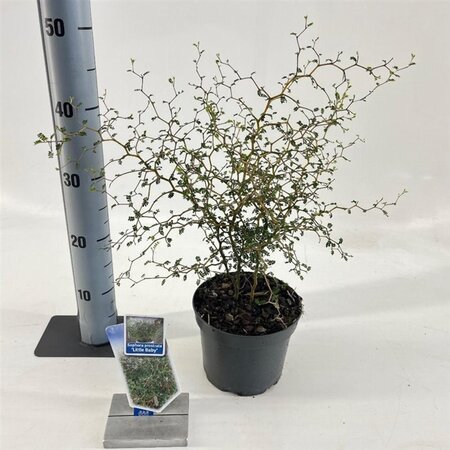 Styphnolobium (Sophora) 'Little Baby' 25-30 cm cont. 2,0L - afbeelding 3