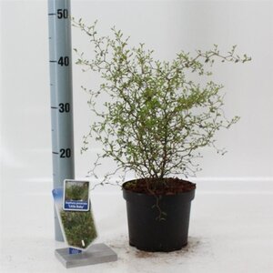 Styphnolobium (Sophora) 'Little Baby' 25-30 cm cont. 2,0L - afbeelding 4