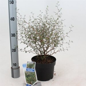 Styphnolobium (Sophora) 'Little Baby' 25-30 cm cont. 2,0L - afbeelding 5