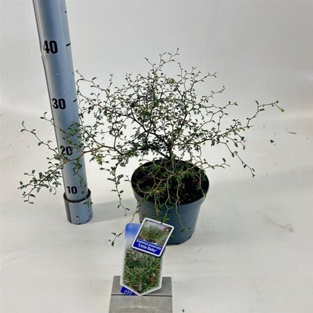 Styphnolobium (Sophora) 'Little Baby' 25-30 cm cont. 2,0L - afbeelding 6