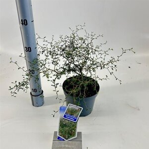 Styphnolobium (Sophora) 'Little Baby' 25-30 cm cont. 2,0L - afbeelding 6