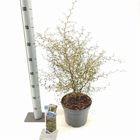 Styphnolobium (Sophora) 'Little Baby' 40-50 cm cont. 5,0L