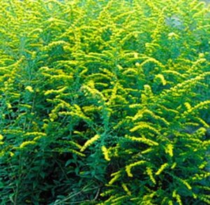 Solidago rugosa 'Fireworks' geen maat specificatie 0,55L/P9cm
