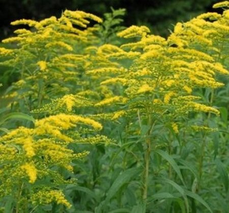 Solidago sphacelata 'Golden Fleece' geen maat specificatie 0,55L/P9cm