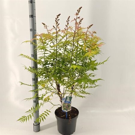 Sorbaria sorbif. 'Sem' 30-35 cm cont. 5,0L - afbeelding 1