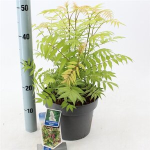 Sorbaria sorbif. 'Sem' 30-35 cm cont. 5,0L - afbeelding 2