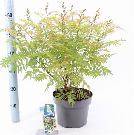 Sorbaria sorbif. 'Sem' 30-35 cm cont. 5,0L - afbeelding 3