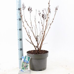 Sorbaria sorbif. 'Sem' 30-35 cm cont. 5,0L - afbeelding 4