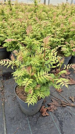Sorbaria sorbif. 'Sem' 30-40 cm cont. 3,0L - afbeelding 5
