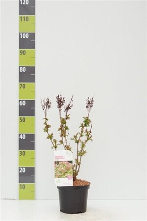 Sorbaria sorbif. 'Sem' 30-40 cm cont. 3,0L - afbeelding 1