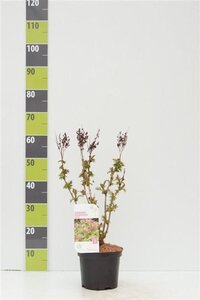 Sorbaria sorbif. 'Sem' 30-40 cm cont. 3,0L - afbeelding 5