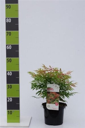Sorbaria sorbif. 'Sem' 30-40 cm cont. 3,0L - afbeelding 2