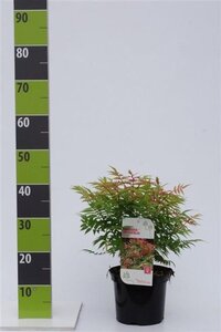 Sorbaria sorbif. 'Sem' 30-40 cm cont. 3,0L - afbeelding 2
