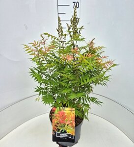 Sorbaria sorbif. 'Sem' 60-80 cm cont. 10L
