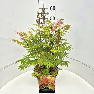 Sorbaria sorbif. 'Sem' 60-80 cm cont. 10L - afbeelding 2